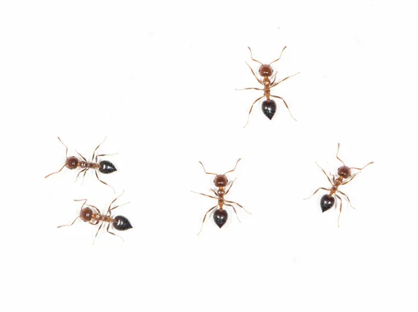 하얀 벽에 있는 개미들 — 스톡 사진