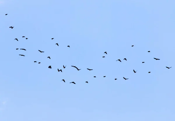 Fågel flyger i skyn — Stockfoto