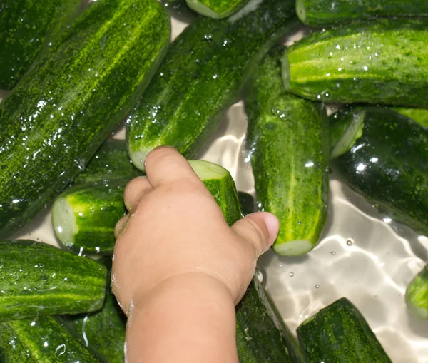 Komkommer in het water — Stockfoto