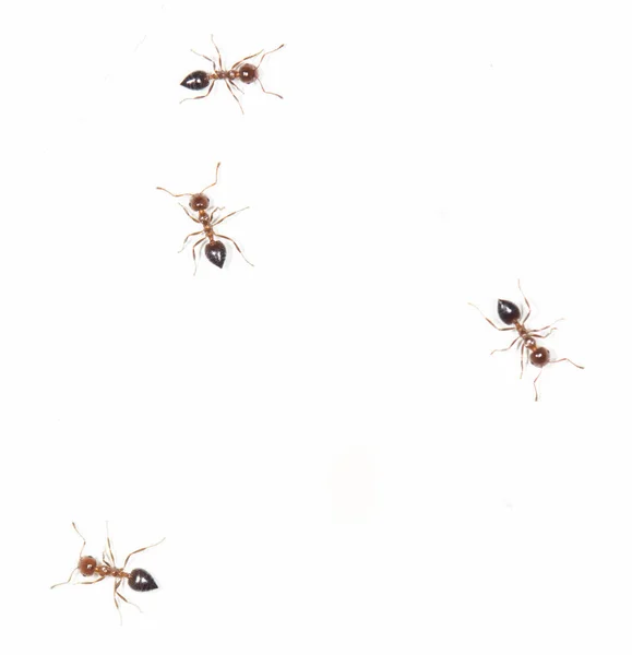 Hormigas en una pared blanca — Foto de Stock