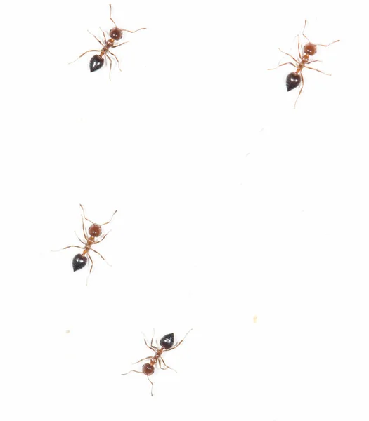 Mrówki na białej ścianie — Zdjęcie stockowe