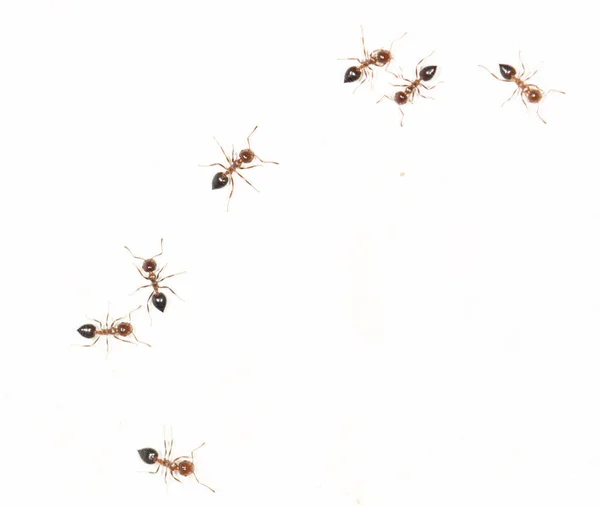 Mrówki na białej ścianie — Zdjęcie stockowe