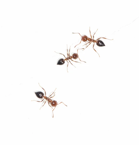 Ameisen an einer weißen Wand — Stockfoto