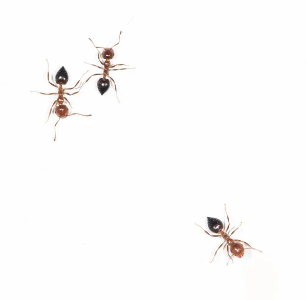 Ameisen an einer weißen Wand — Stockfoto