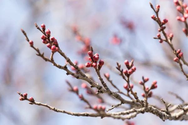 Bourgeons gonflés avec des fleurs sur un arbre au printemps — Photo