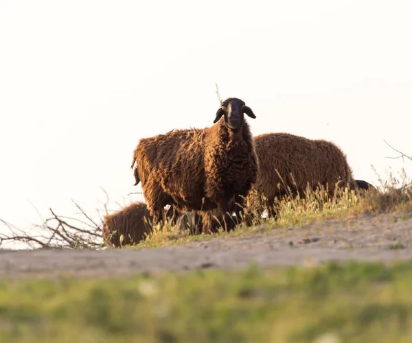 Sheep at sunset — Stock Photo, Image