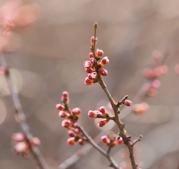 Gezwollen toppen met bloemen op een boom in het voorjaar — Stockfoto