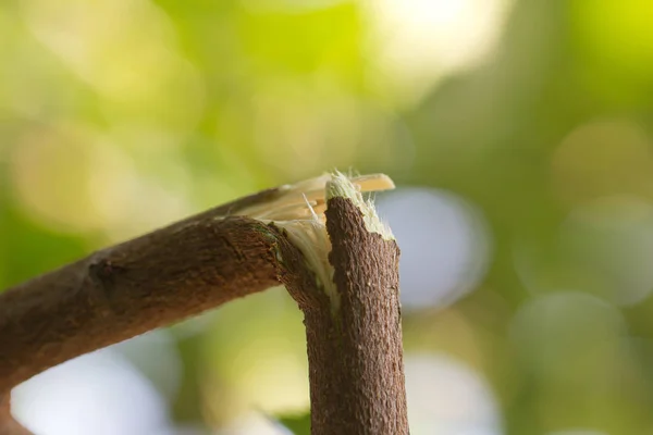 Abgebrochener Ast am Baum in der Natur — Stockfoto