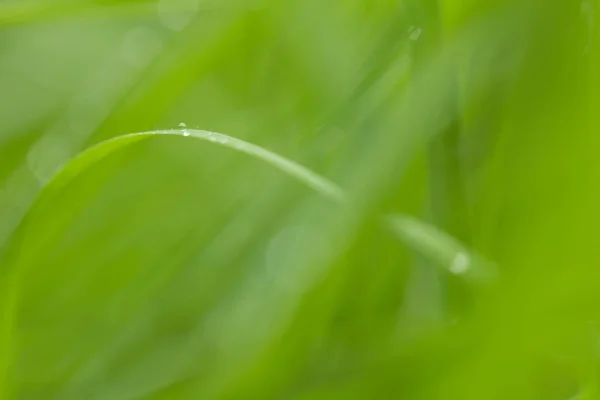 Dauwdruppels op het groene gras. Macro — Stockfoto