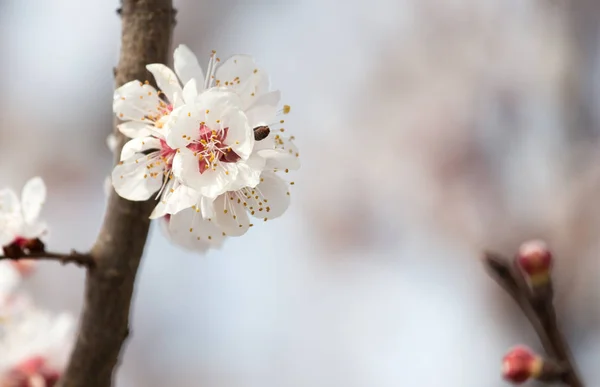Sárgabarack virágok egy fán a természetben — Stock Fotó