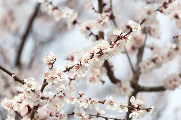 Kayısı çiçekleri doğada bir ağaçta — Stok fotoğraf