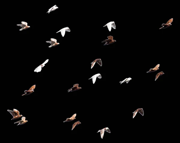 Bandada de palomas sobre un fondo negro — Foto de Stock