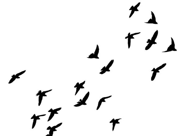 Silhouette of a flock of birds on a white background — Stock Photo, Image