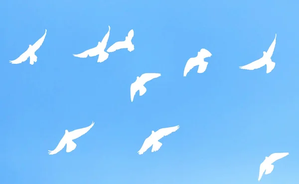 Silhouette dove on a background of blue sky — Stock Photo, Image