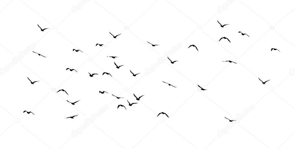 silhouette of a flock of birds on a white background