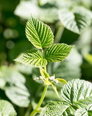 doğa genç Ahududu yaprakları