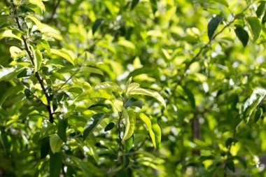 Doğada ağaçtaki yeşil yapraklar