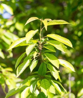 Doğada ağaçtaki yeşil yapraklar