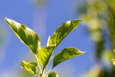 Yapraklar mavi gökyüzüne karşı ağaçta