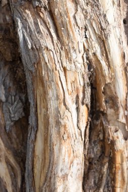 arka plan eski ağaç gövdesi