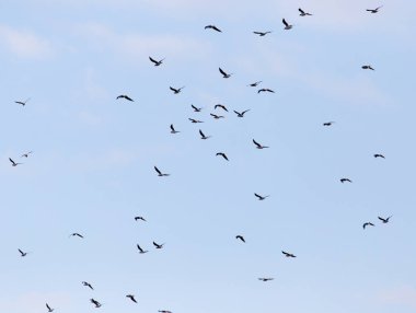 Gökyüzünde uçan bir martı sürüsü