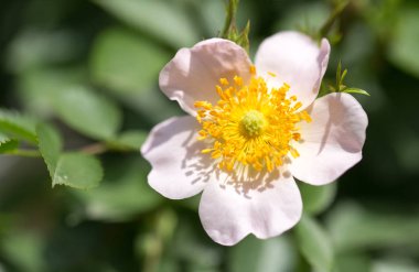 Doğadaki ağaçta güzel beyaz bir çiçek