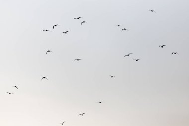 Gün batımında gökyüzünde bir martı sürüsü