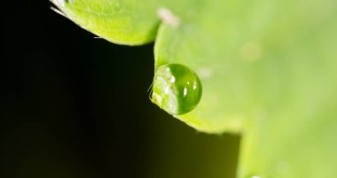 Yeşil yapraklı çileklerin üzerindeki çiğ damlaları. makro