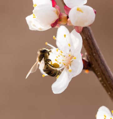 Doğadaki bir çiçeğin üzerindeki arı. makro