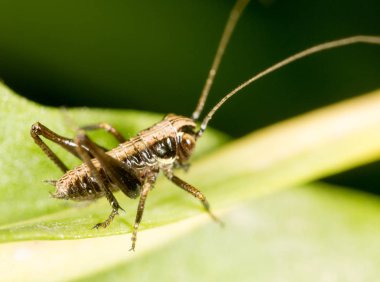 Çekirge üzerindeki yeşil yaprak. Makro