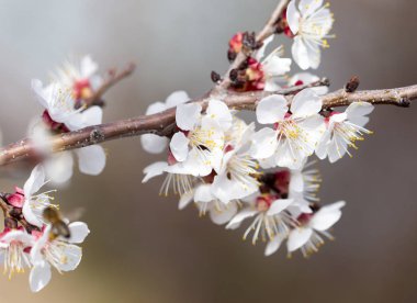Kayısı çiçekleri doğada bir ağaçta