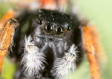 Doğadaki bir örümceğin portresi. süper makro