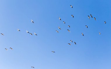 Mavi gökyüzüne karşı bir martı sürüsü