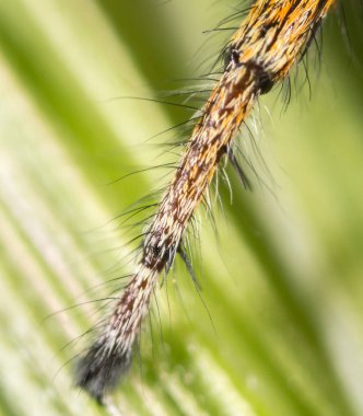 doğada örümcek ayak. Super makro