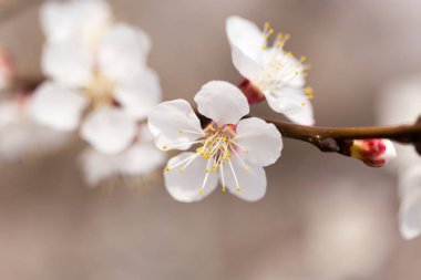 Kayısı çiçekleri doğada bir ağaçta