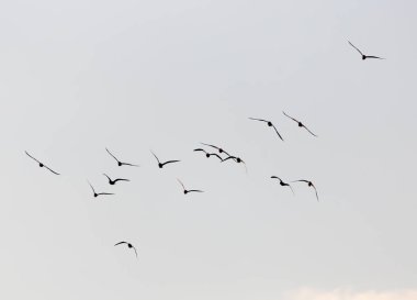 Gün batımında gökyüzünde bir martı sürüsü