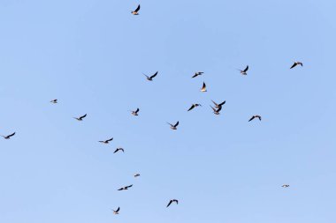 Mavi gökyüzüne karşı bir martı sürüsü