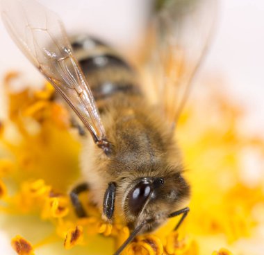 bir çiçek arıya. Makro