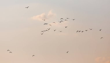 Gün batımında gökyüzünde bir martı sürüsü