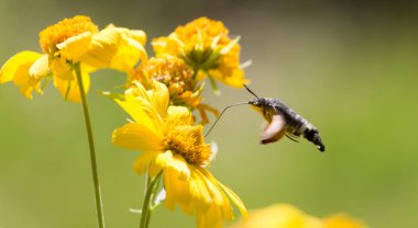 Arı Şahini güvesi olarak bilinen Sphingidae sarı bir çiçeğin nektarının tadını çıkarıyor. Sinekkuşu güvesi. Kalibri güvesi.