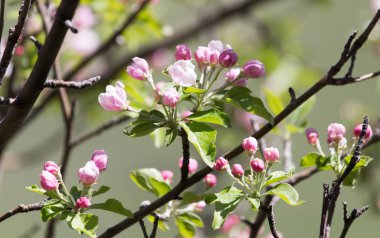 Doğadaki elma ağacında güzel çiçekler