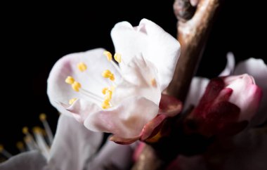 Doğada, ağaçtaki çiçekler siyah arka planda. makro