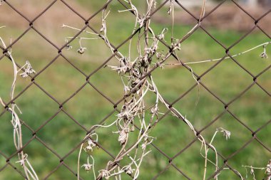 bir metal çit bir zemin olarak üzerinde kuru dağcı