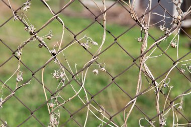 bir metal çit bir zemin olarak üzerinde kuru dağcı