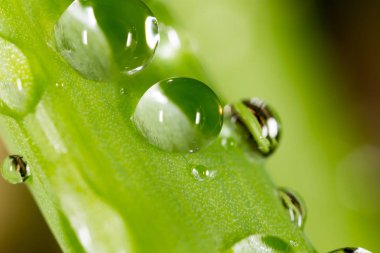 Çimlerin üzerindeki çiy damlaları. makro
