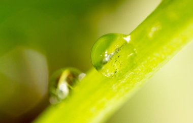 Çimlerin üzerindeki çiy damlaları. makro