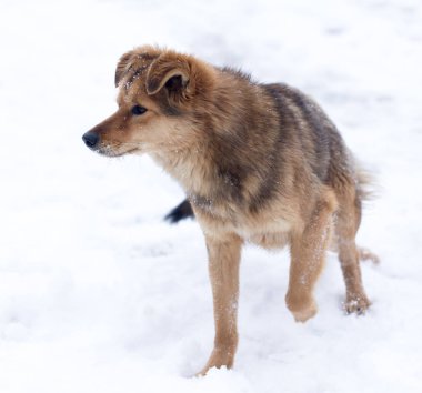 köpek portre Kışın açık havada