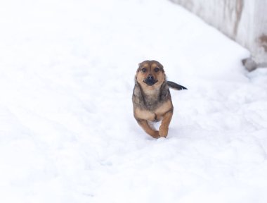 Kışın açık havada çalışan köpek