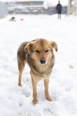 köpek portre Kışın açık havada