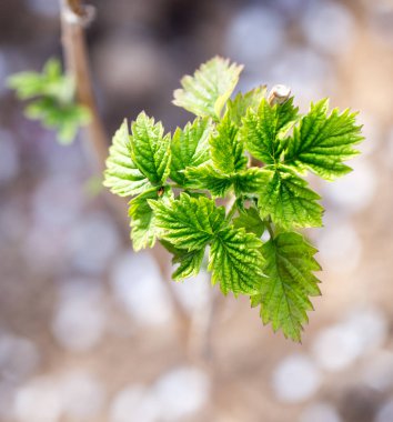 doğa genç Ahududu yaprakları